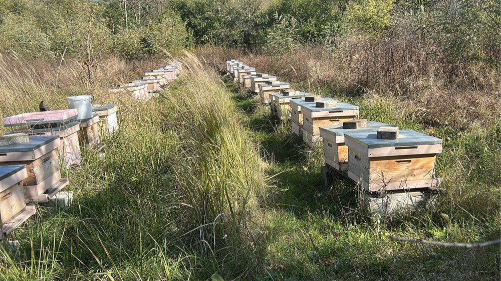 Miere naturala poliflora