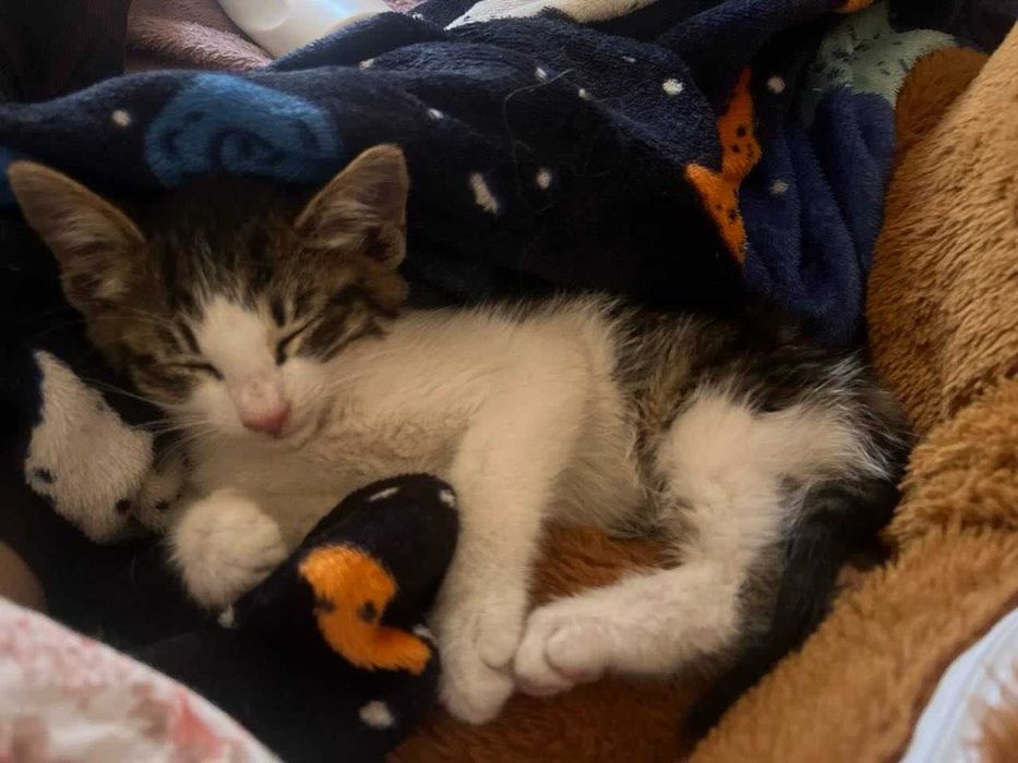 Donez pisica calico sterilizata si puii ei