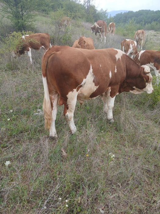 Vând Taur și vaca cu vital