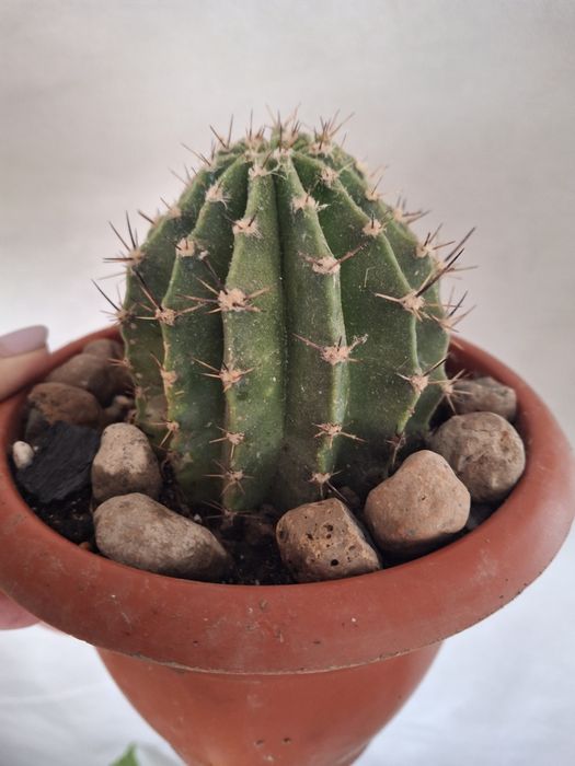 Кактус  комнатный