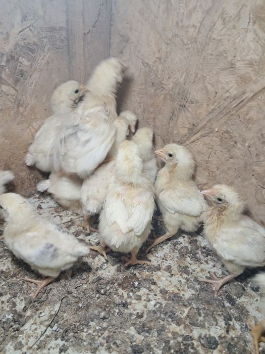 Цыплята Адлер балапандары