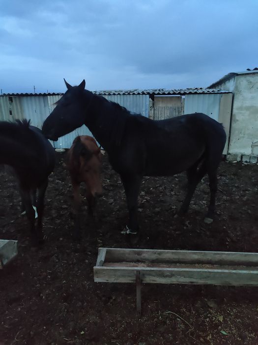 Продам кобылу с жеребенком