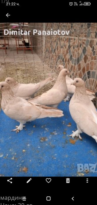 Мардини млади от тази година