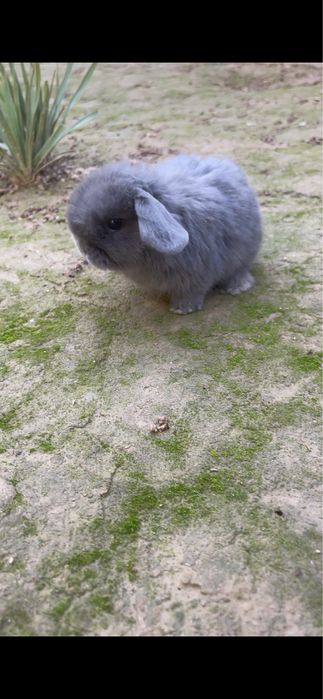 Karlik quyon baran zotor