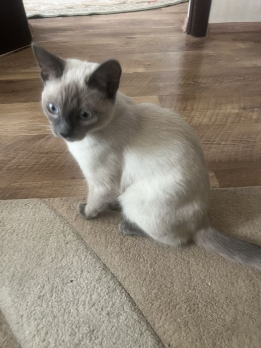 Котенок отдам бесплатно