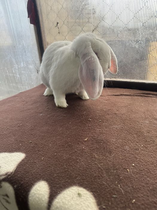 Iepuri berbec german