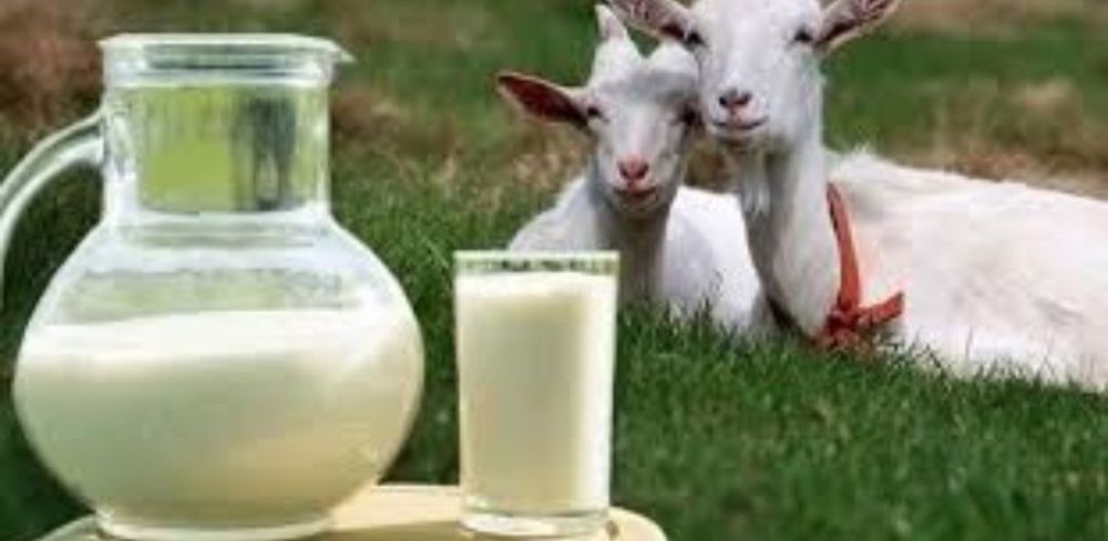 Echki suti zakazga sogʻib beriladi