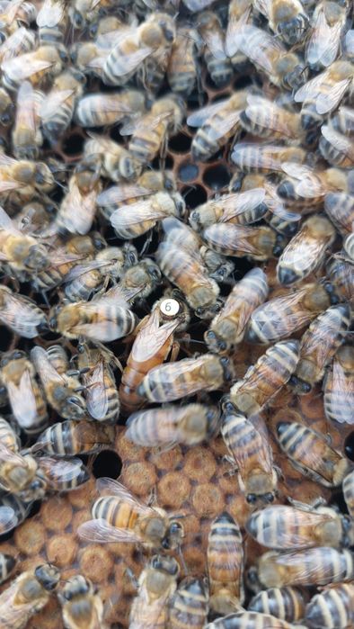 Mătci 45 lei buckfast carnica carpatină stupi familii albine roi