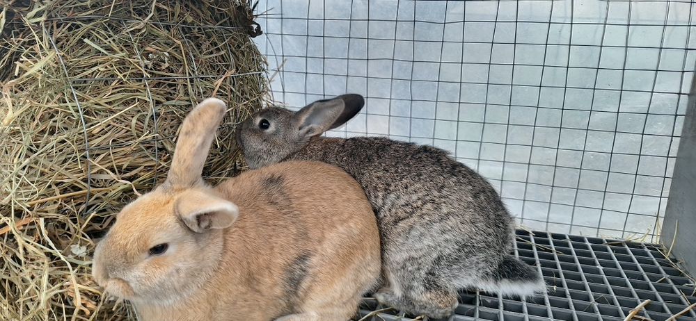 Iepurașii de vanzare