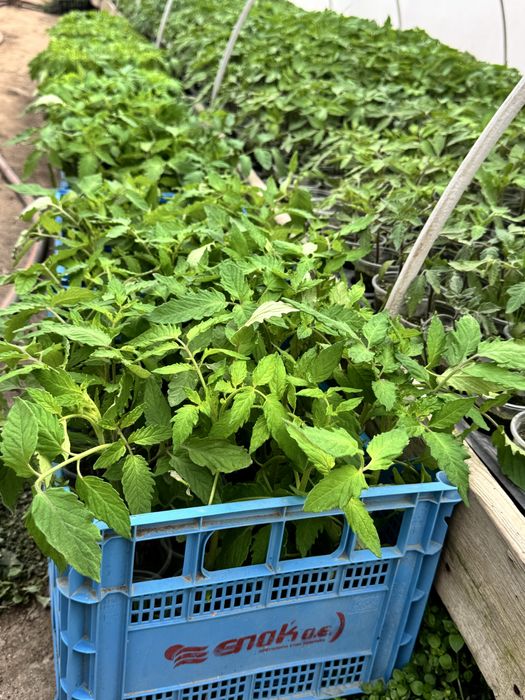 Разсад домати- червени и розови