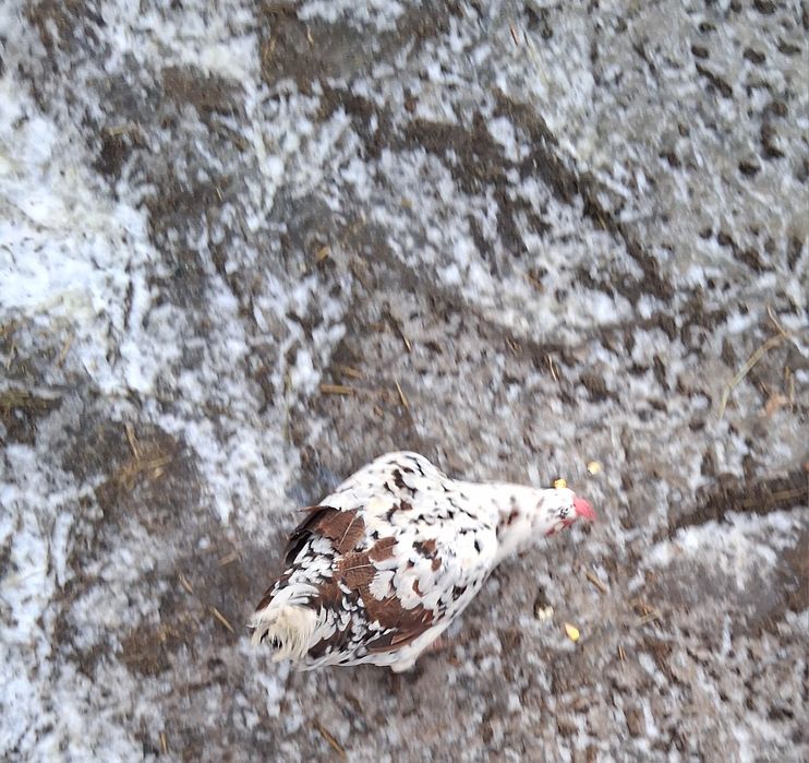 Rate și gainuse americane