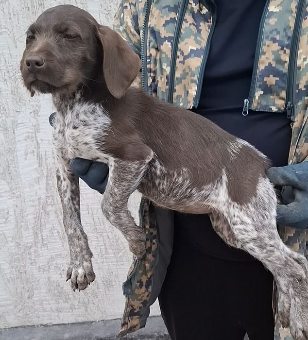 Продам суку Дратхаар