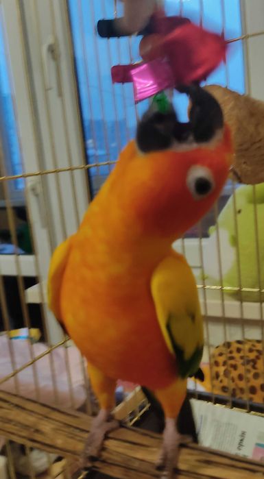 Попугай солнечная аратинга