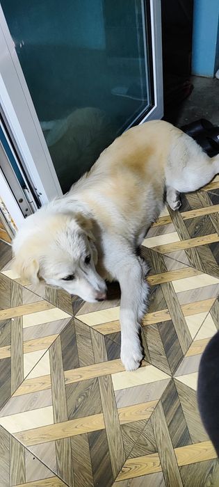 Отдадим собаку в хорошие руки