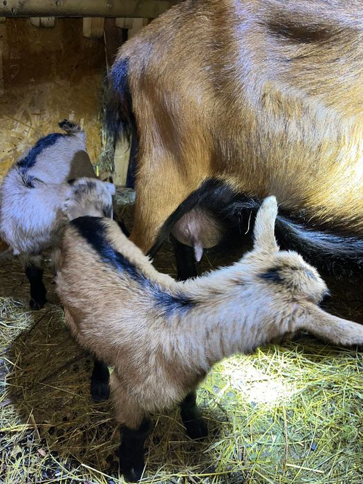 Vand capre cu 2 iezi