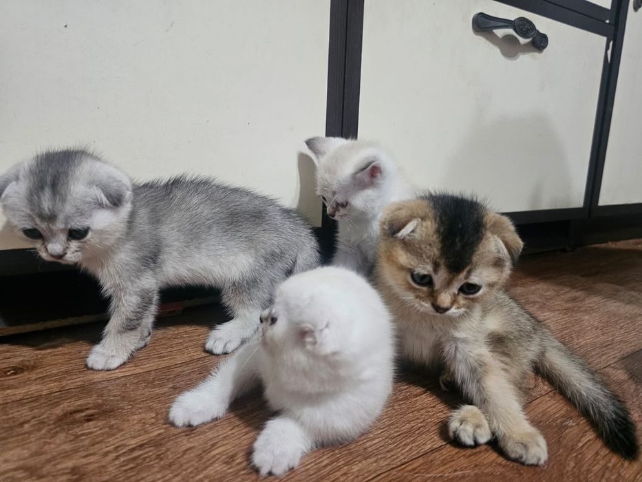 Продаются котенки