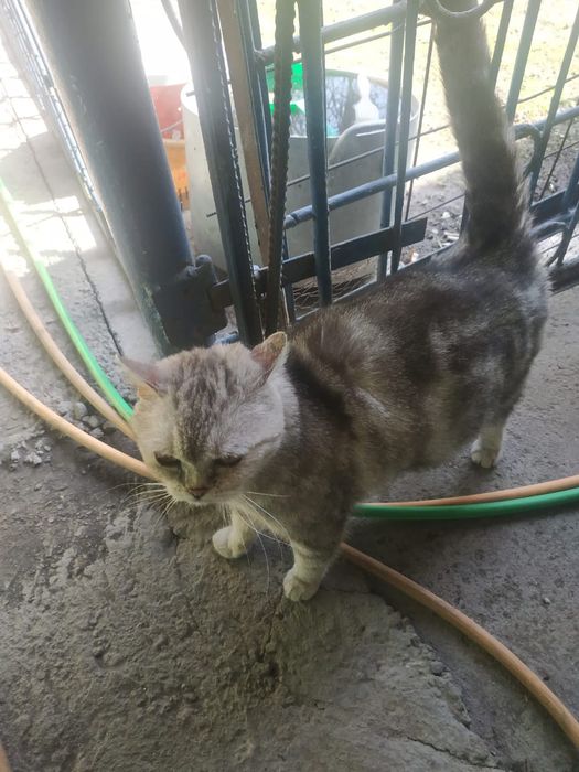 Кошка   домошни.