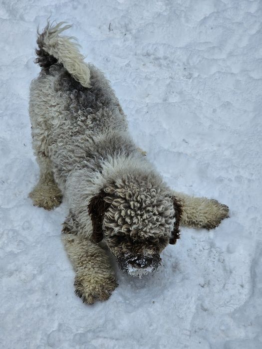 Vand caine Lagotto Romagnolo rasa pura
