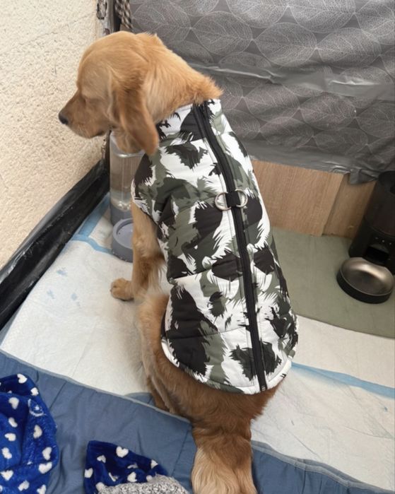 Haina catei talie medie