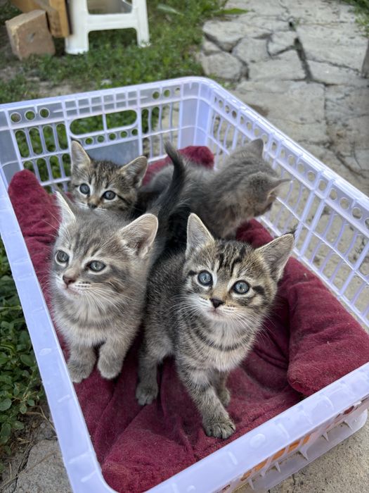 Отдам Котят в Добрые руки