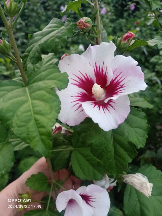 Травянистый гибискус