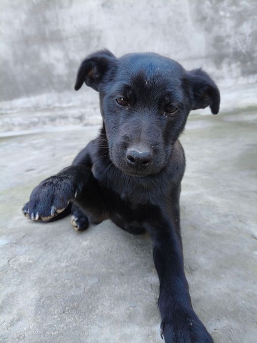 Отдадим бесплатно, двух щенков лабрадора.