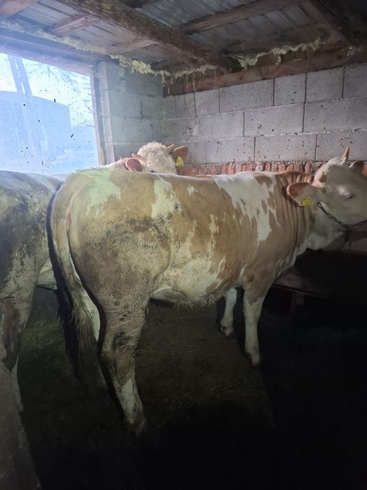 Vand 5 vitele baltate