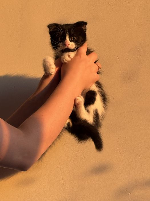 Отдам котят 1,5 месяца