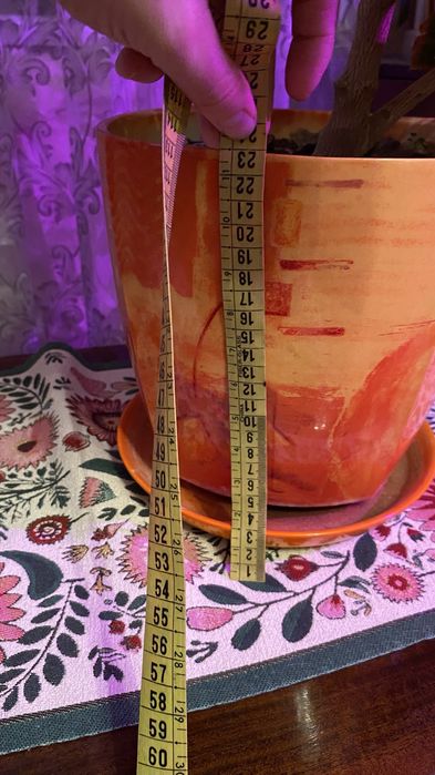 Продам шикарнейший Кодиеум (кротон)