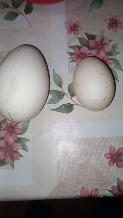 Vând oua de rata, gâsca, de gaini de tara și pitice