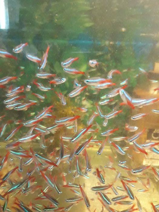 Pesti exotici,un acvariu ,un colț de natură!