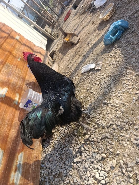 Кора шахзода ва Астролоп