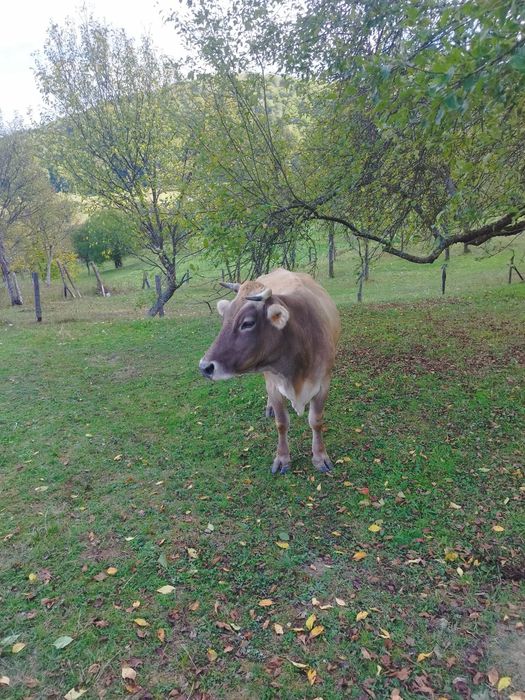 Vaca de 7 ani cu lapte.