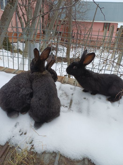 Uriaș de Transilvania.