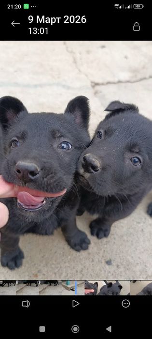 Щенки немецкой овчарки