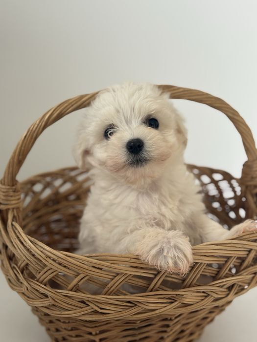 Bichon Maltez Mascul