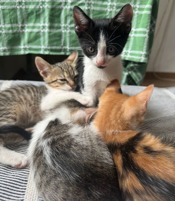 DONEZ pui de pisică