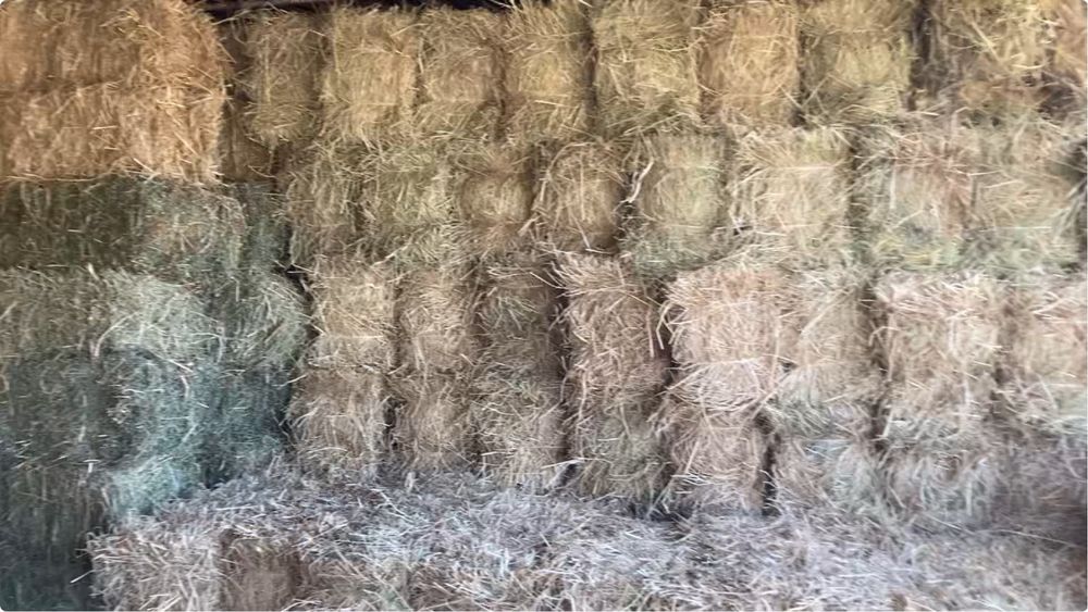 Беда, Сомон, Пичан, Ер ёнгок, Мош пресс,Янток,