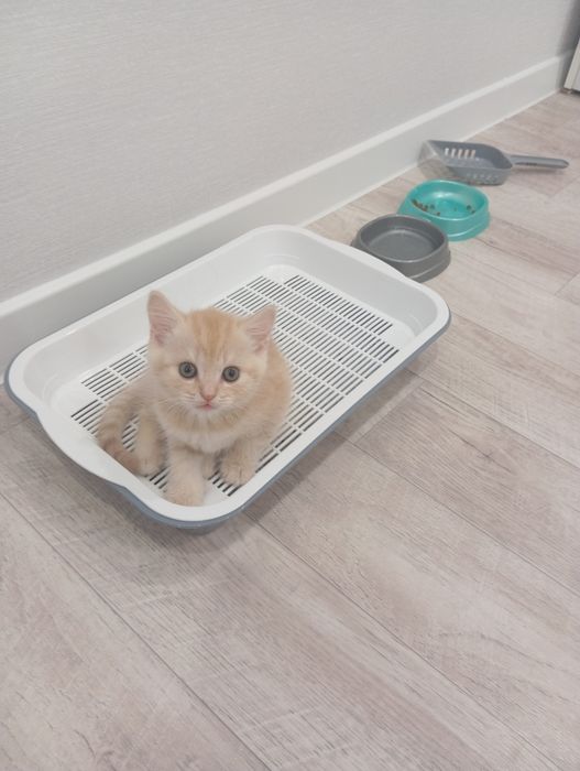 Продадим котёнка Скоттиш-страйт