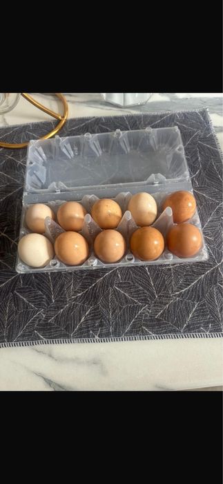 Домашний яйцо ,уйдің жұмыртқасы