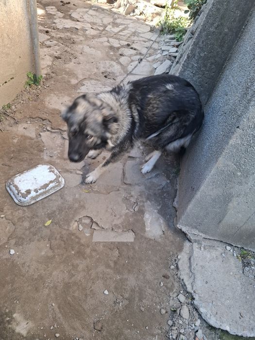 Подарявам  куче.