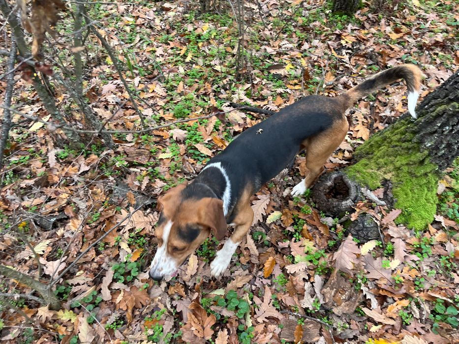 Продавам две ловни гончета