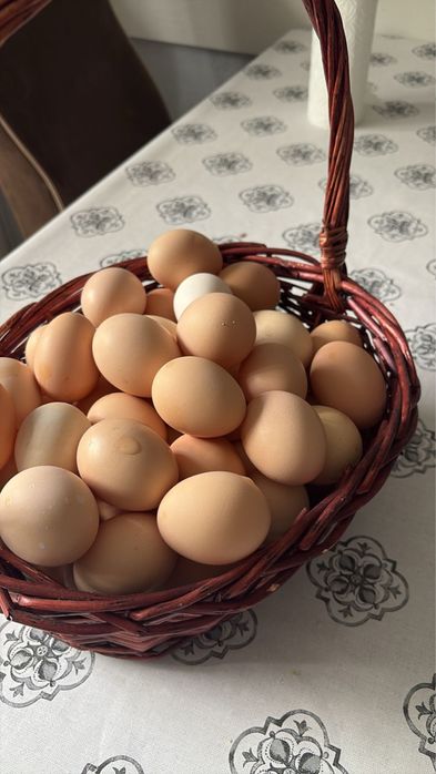 Продаются куры несушки