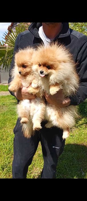 Продавам померани