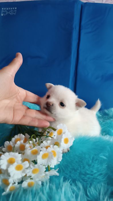 Мини кобель на вязку
