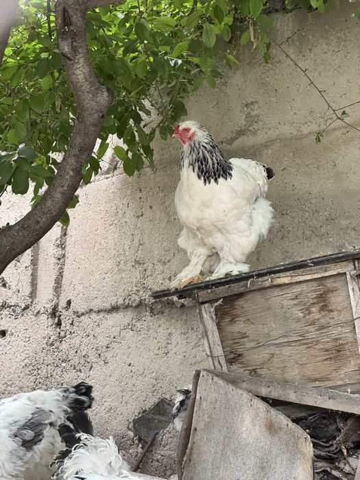 Петухи и куры брама