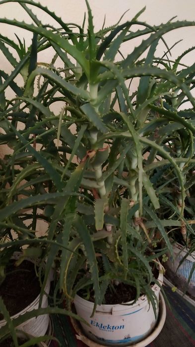 Живо алое вера за лечебна напитка – големи и малки растения