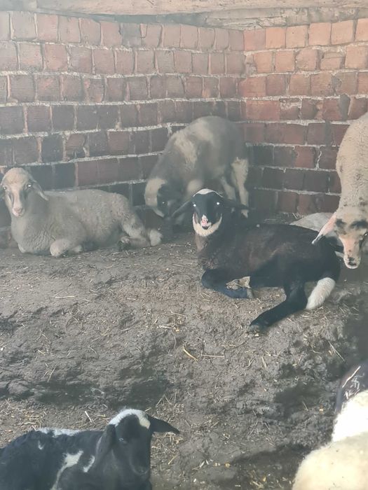 Продавам Агнета Биологично Производство