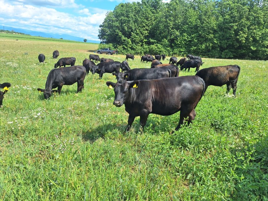 Juninci Aberdeen Angus