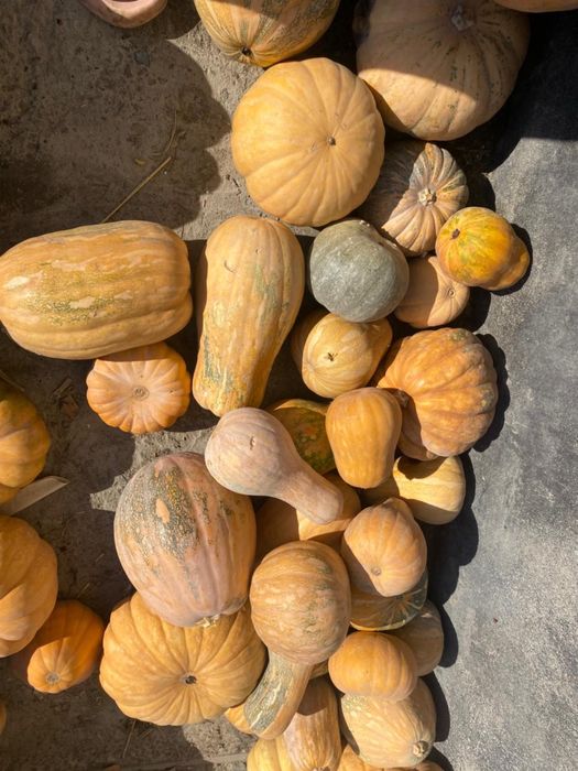 Тыква сладкая 250 тг